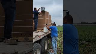 De 4️⃣ votes Carga Chiquilin es muy Fuerte 💪😱  #campo #agricultura #shortsviral #parati #youtube