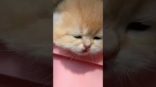 Baby Cats - Cute and Funny Cat Videos #cat#tiktok#shorts (5)