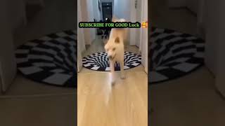 Cute animals funny video  😍😺 funny dogs 🐶 #youtubeshorts#animalvideo#ytshorts # viral