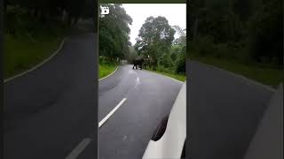 Elephant Chased on a Busy Road 😱 #shorts #trending