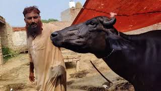 Biggest puire ravi buffalo first timer for sel on YouTube|Gujjar farming tv