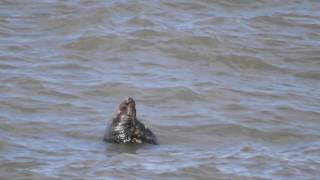 Seal Chillin at Colwyn bay 22/09/16 on Sunny day