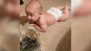 funny pets videos 27