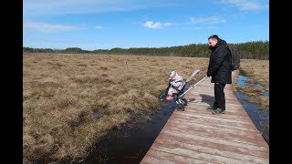 Экотропа Сестрорецкое болото // Прогулка с детьми: не все из них дошли до финиша // Ксюша – чемпион