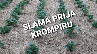 Zagrtanje i pokrivanje krompira