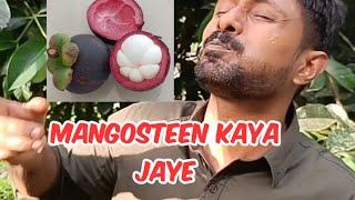 Mangosteen