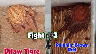 Dilaw Tigre VS Pulahin/Tinto 4Spider  event