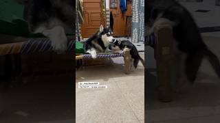 Husky puppy struggling for mother #husky #dog #puppy #trendingsong #trending ￼