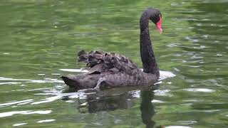 Swan Exercise Swan Family