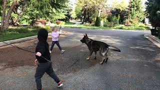 Family Protection Dog "Havok" playing with the kids | Boise Idaho | Valor Protection Dogs