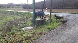 Des chiens au ferme sur une statue de sanglier !!