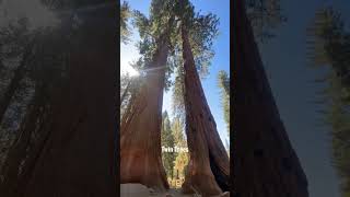 Twin Trees (One among the largest trees) #shorts #ytshorts #nature #forest #travel #usa #india