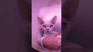 Devon Rex, девон-рекс