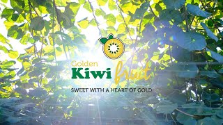 Golden Kiwi Harvest