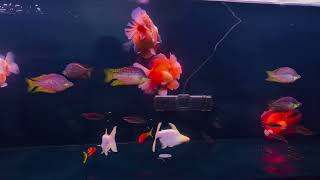 Mega Goldfish  Tank !