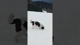 Big guardian dog plays like crazy in the snow