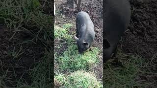 весняна травичка #pet #pig #поросята #minipig #fannyvideo #село #piggy #свиньи #pet #вьетнамские