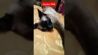 الله ايبارك قطة نايمة في ❄️🥶💤كليماتيزور