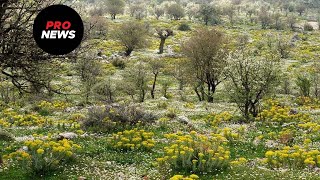 Αυτές είναι οι υπερτροφές με την «σφραγίδα» της ελληνικής φύσης