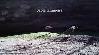 Aves chegando na bebida. Tanque de pedra