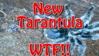 New Tarantula....Wild Caught?!?