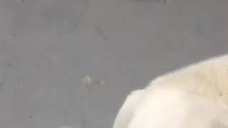 自らかぶる犬