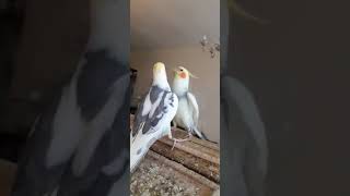 birb sings his new favourite song 🎵🎵