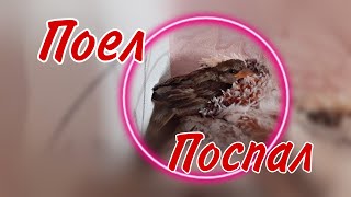 Как проходит день у птенца ВОРОБЬЯ Бони?!