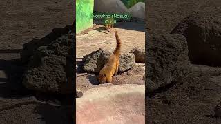 Nosukha digs the ground 🤥😃 Coati #shorts #short #nosukha #funnyanimals