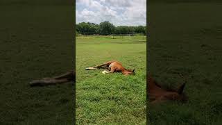 Baby horse napping in the field.