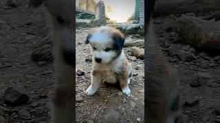 Cute street puppy ❤️🫶🏻 #puppy #dog  #pet #streetdog #straydogs