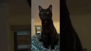 Black Cat Seeks Bird Treat & Plays Metallica!