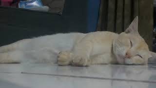 Kucing meong tidur santai #video #viral #binatanglucu #kucing