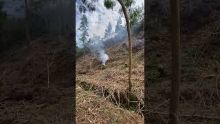 Pembuatan lahan baru buat kopi dan cabe di aceh gayo