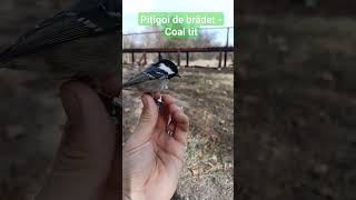 Pițigoi de brădet - Coal tit - Periparus ater #birdsofmoldova #migratorybirds #wildlife