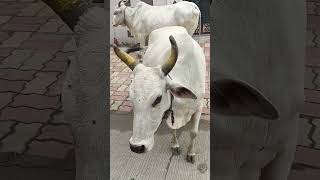 "Divine Connection: A Cow's Moment of Reverence"