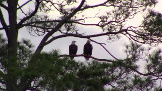 Bald Eagles at Hurricane Lake, Florida - May 1st, 2022