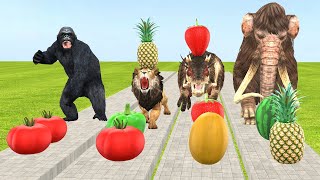 Choose The Right Fruit With Gorilla, Mammoth elephant, Lion, Dinosaur Wild Animal Games Videos