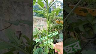 নিজের গাছের ঢেড়স। শীতকালীন সবজি চাষাবাদ।। Rooftop Gardening //#garden #gardening