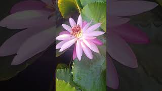 night bloom lotus