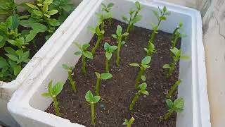 Harvesting our lemon basil