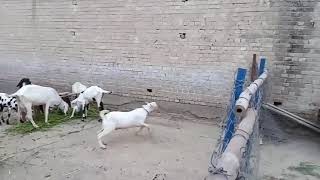 Best and funniest goat videos - Funny and cute animal compilation