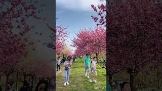 Beautiful view of cherry 🍒 tree view near teltow #music #pop #lyrics #shortvideo #nature #berliner