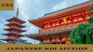 Koi Kichi auction #23