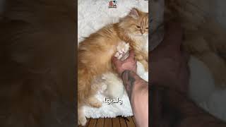 🎥 حقائق غريبة ولكنها حقيقية!استعد لتعرف معلومات