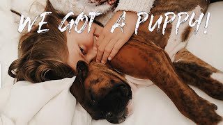 We got a boxer puppy | Austin road trip | Teal Garcia