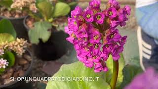 Bergenia crassifolia, purpurascens e cordifolia