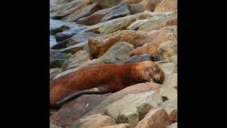 El lobo marino ☀️🏝️ en las playas de Ica Peru #shorts  #peru #sealions #divertido