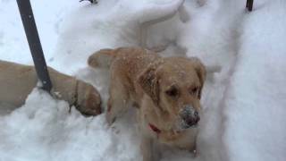 SETA E GAIA. AMICHE PER SEMPRE. FRIENDS FOREVER. GOLDEN RETRIEVER. LABRADOR RETRIEVER. 2 SISTERS.