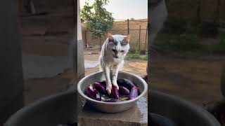 Video kucing panen terong #cat #kucinglucubikinngakak #catfunny #catlover